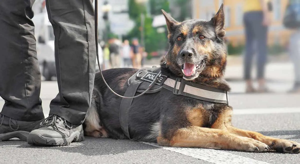 police patrol dog