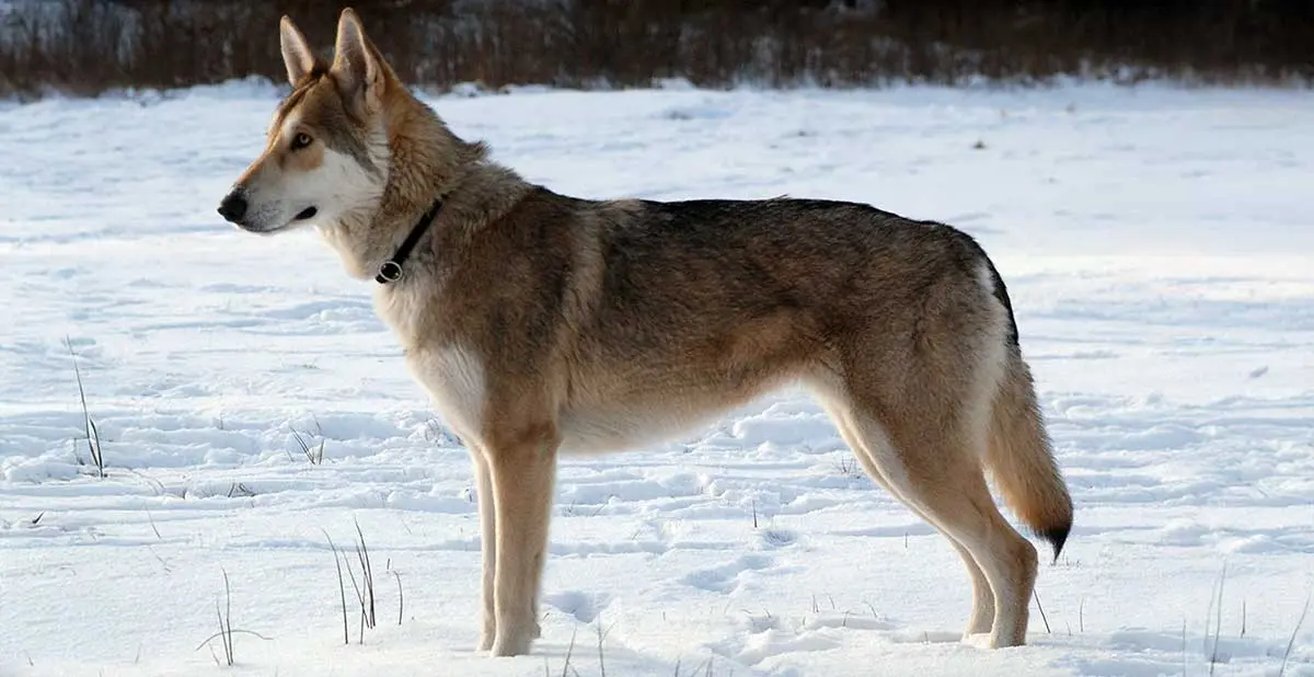 saarloos wolfdog snow