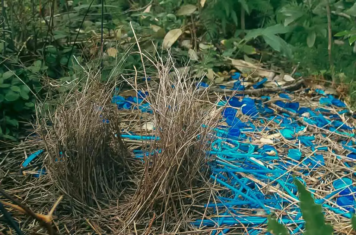 bower nest created by bowerbird