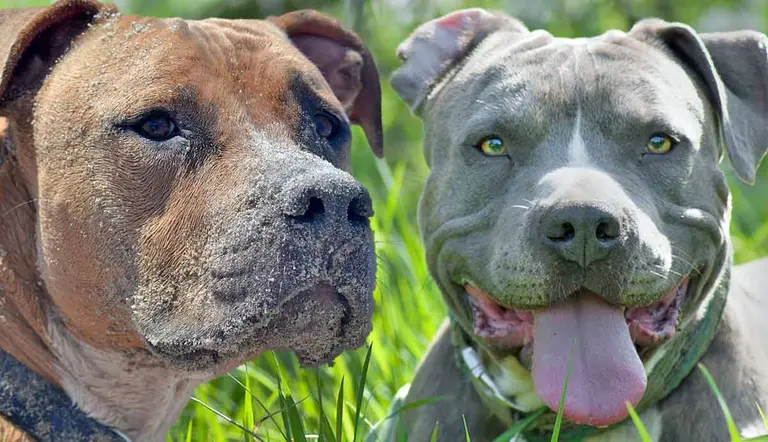 pitbulls vs other bully breeds difference