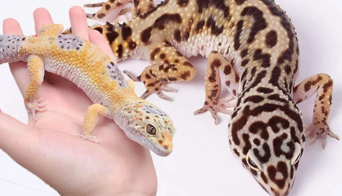 complete guide leopard gecko morphs