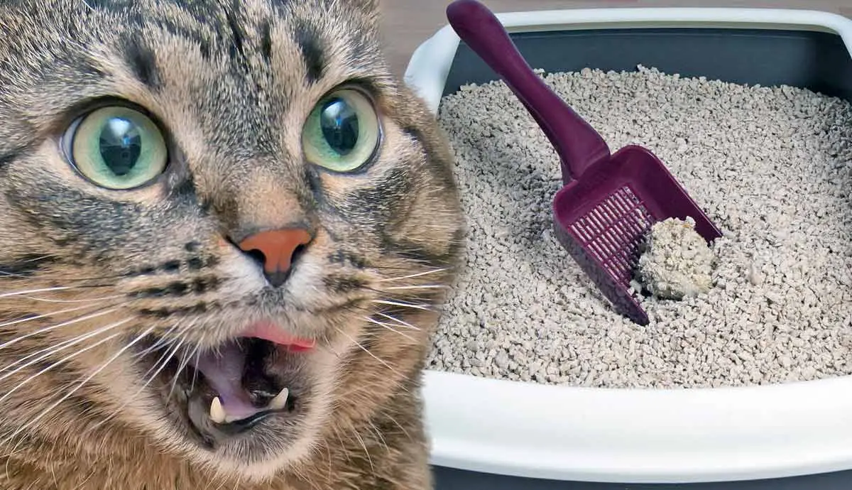 how to read the litter box for health clues
