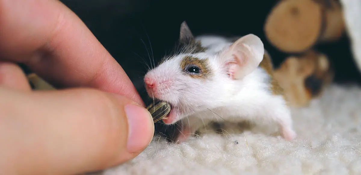 human feeding mouse