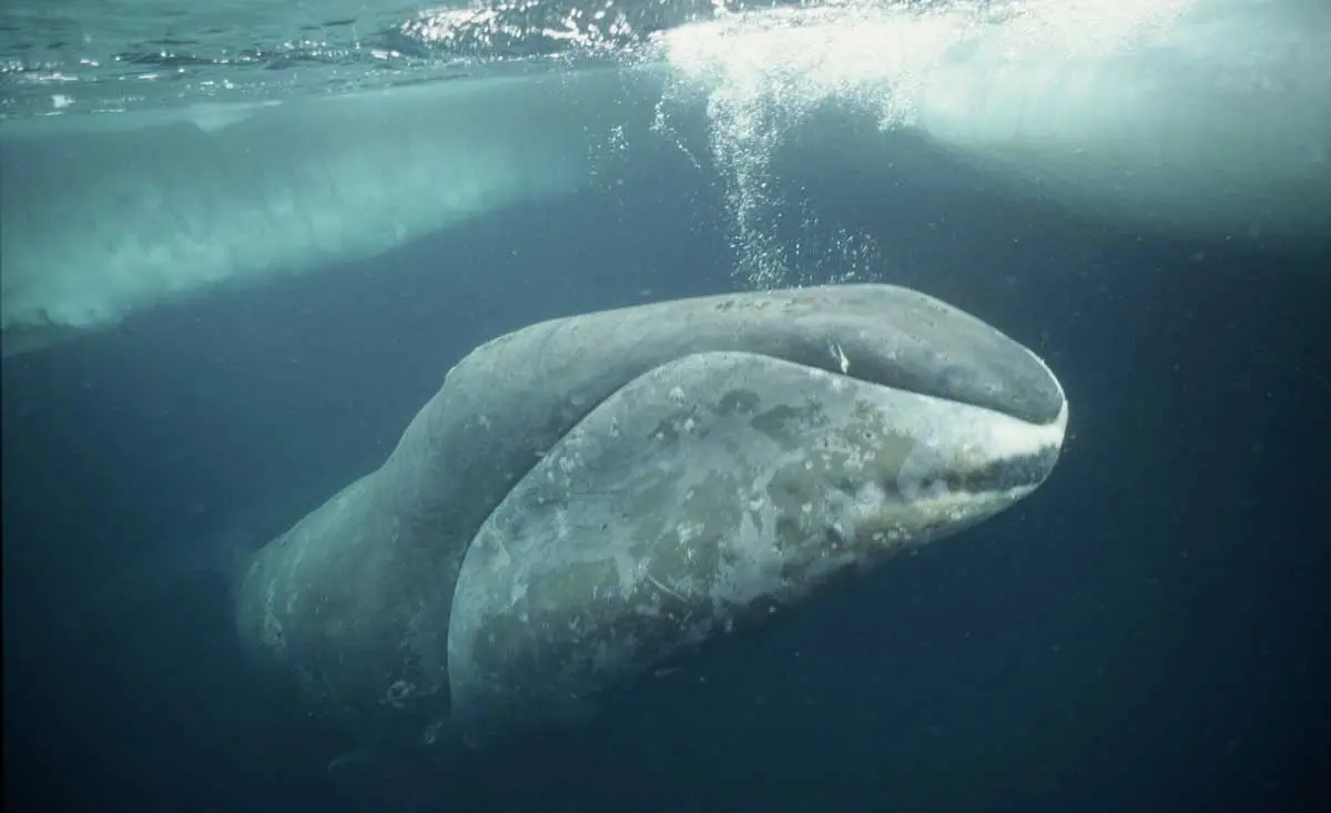 Bowhead whale swimming through the ocean
