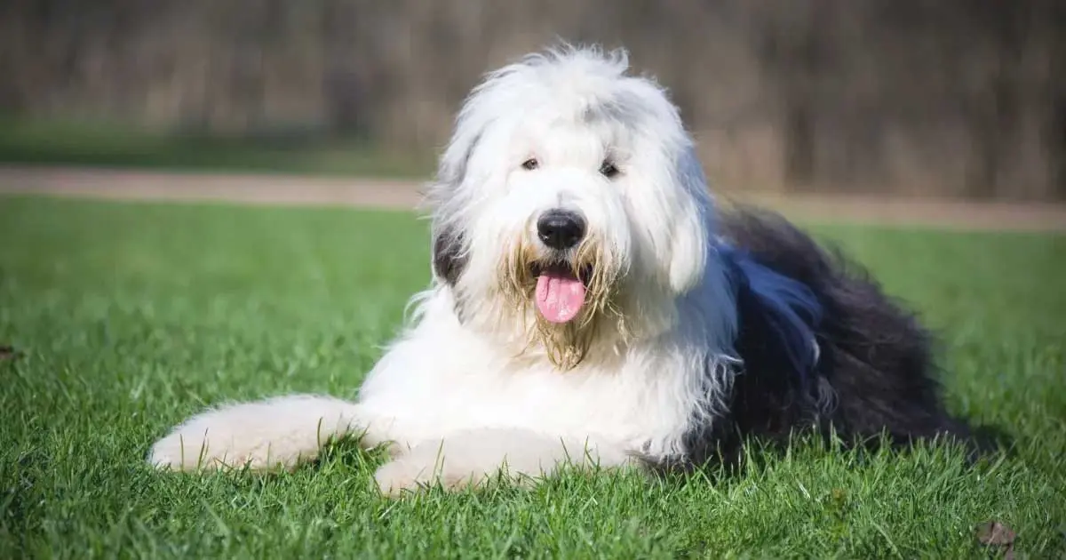old english sheepdog laying in grass
