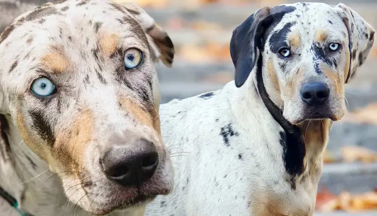 facts catahoula leopard dog