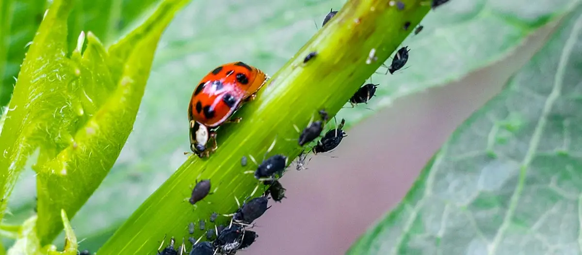 ladybug about to eat aphids