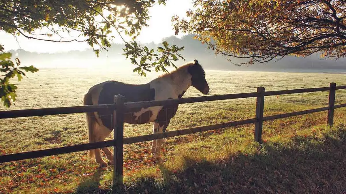 paint horse resting pasture