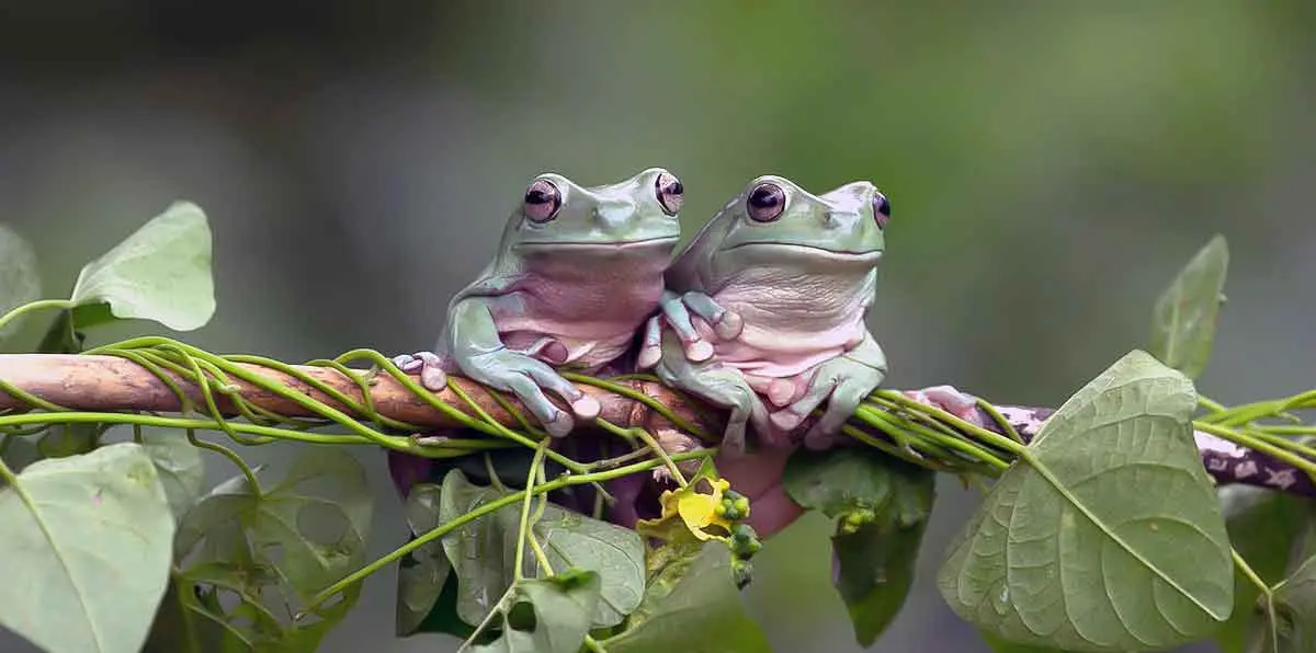 green frog couple