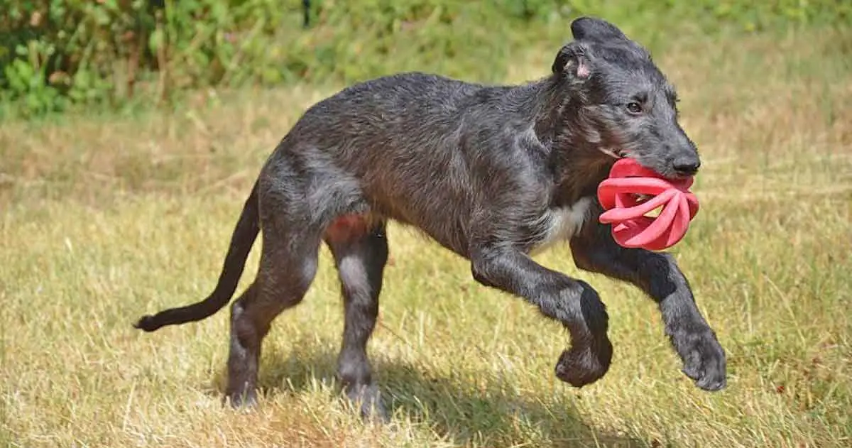 dark gray scottish deerhound exercising ball