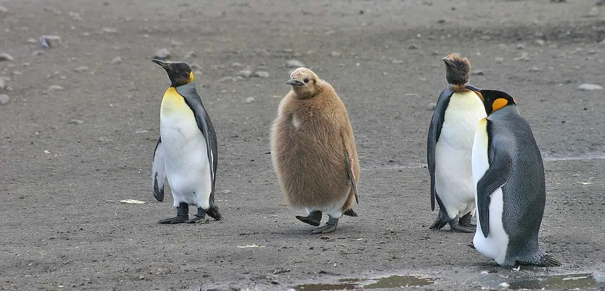baby penguin molting surrounded by adult penguins