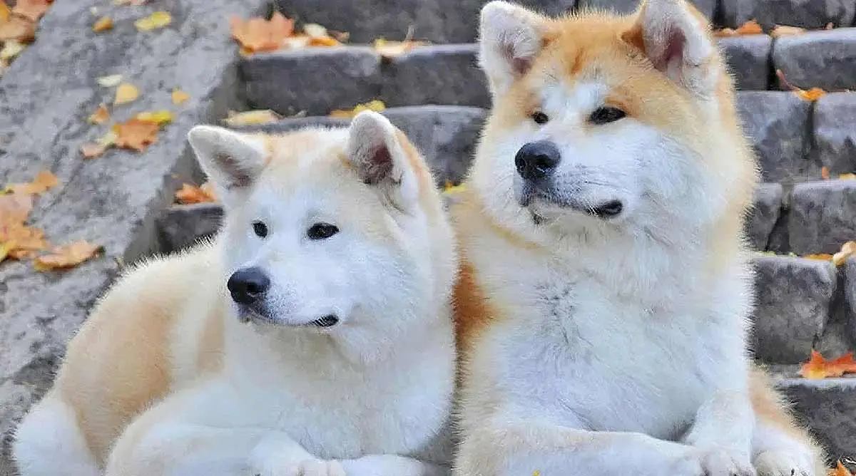 japanese akita inu dogs
