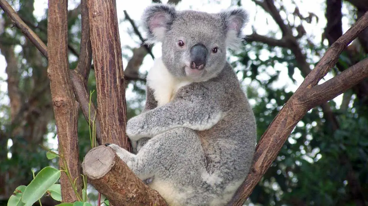 koala tree facing forward