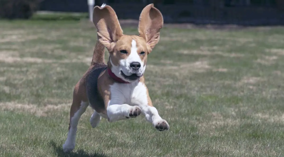 beagle floppy ears