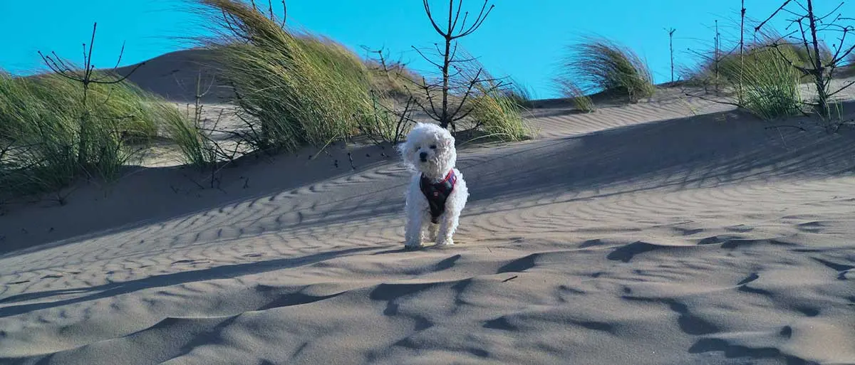 bichon frise dog on the sand at beach