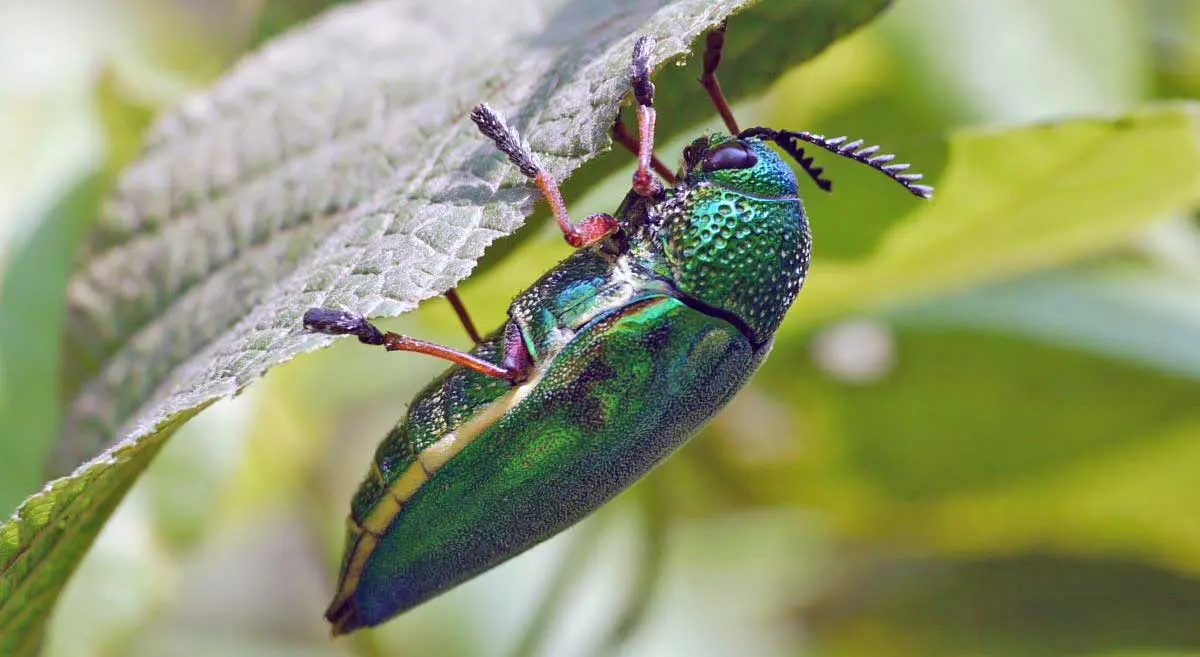 splendor beetle