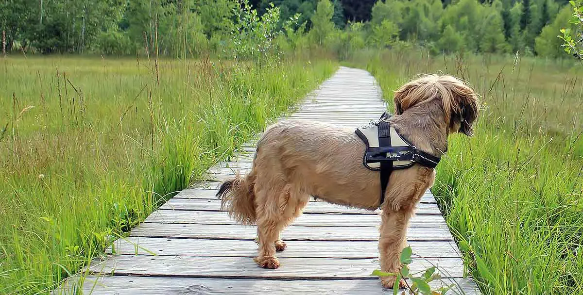 dog in nature