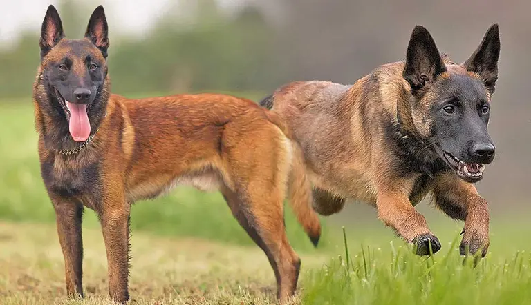 reasons why belgian malinois not typical pet