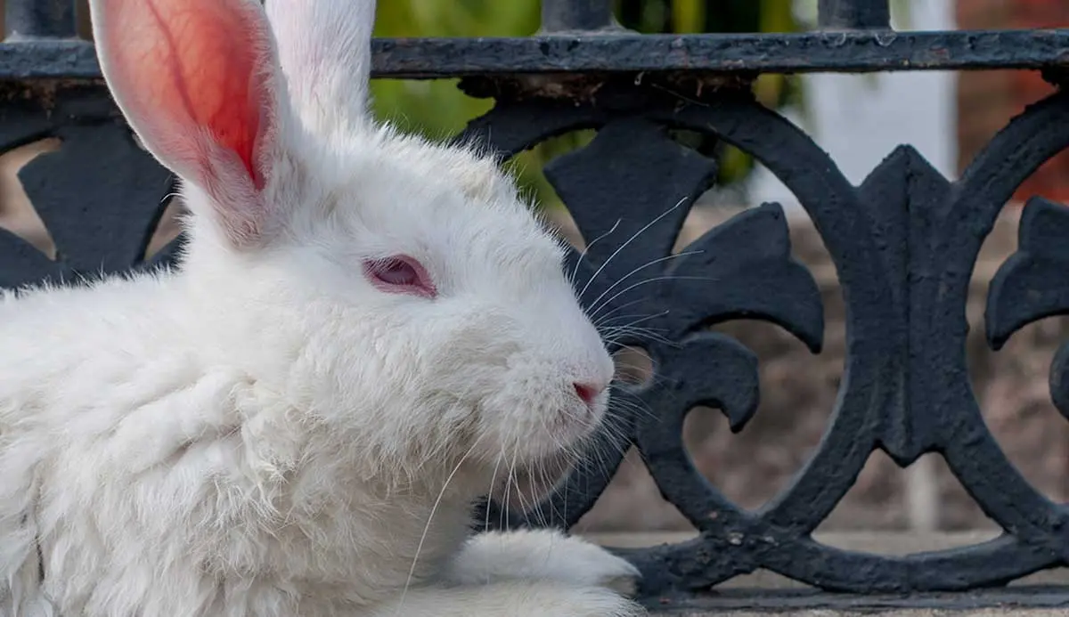 albino rabbit up close