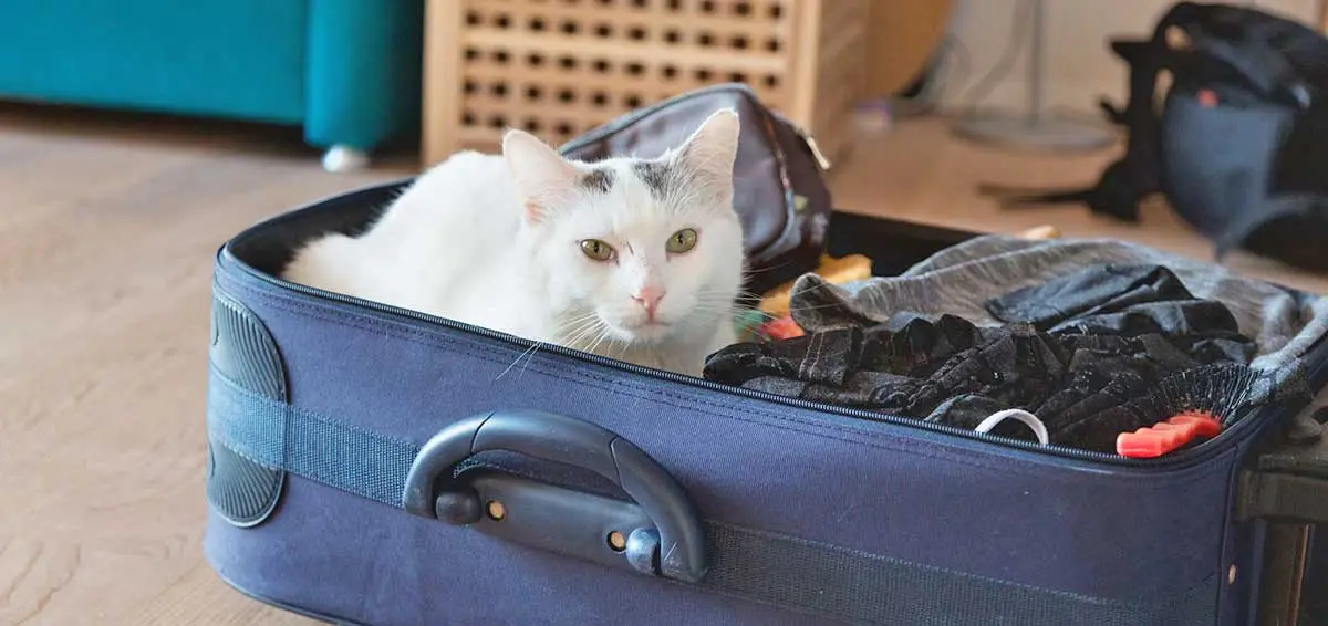 white cat laying suitcase