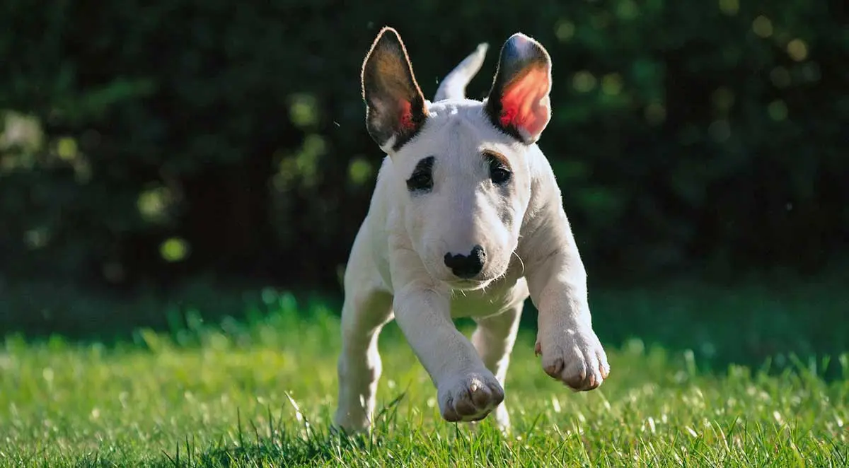 small bull terrier puppy bounding on grass