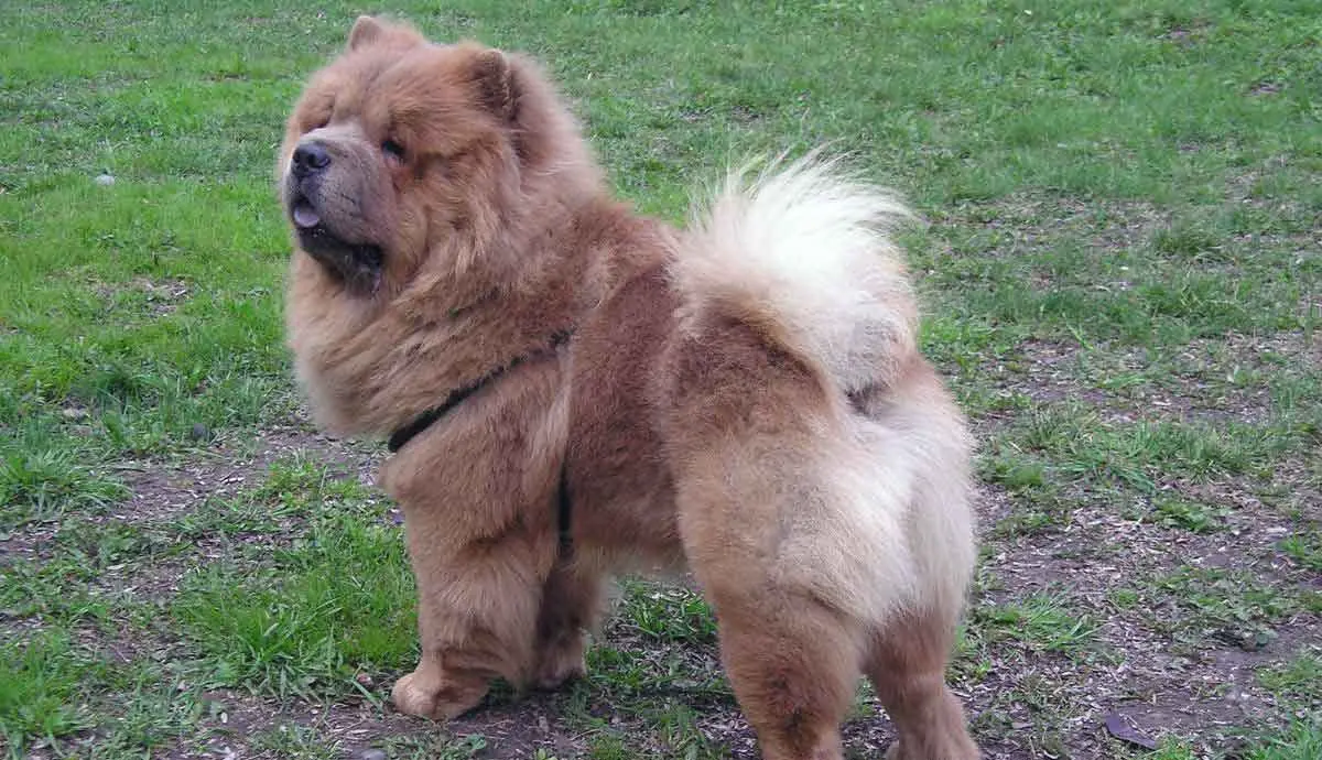 Chow Chow Standing on Grass