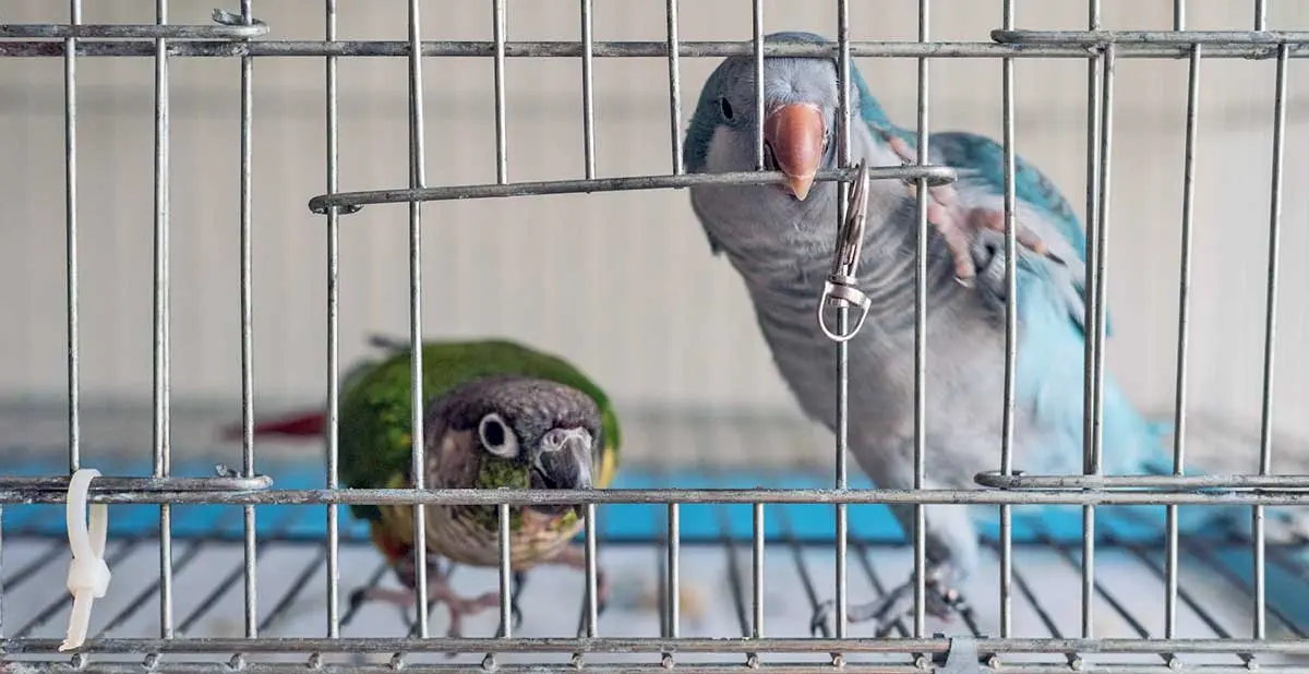 gray green parakeet in cage