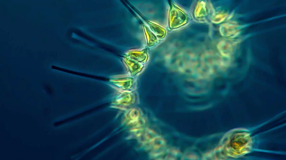 oxygen produing phytoplankton