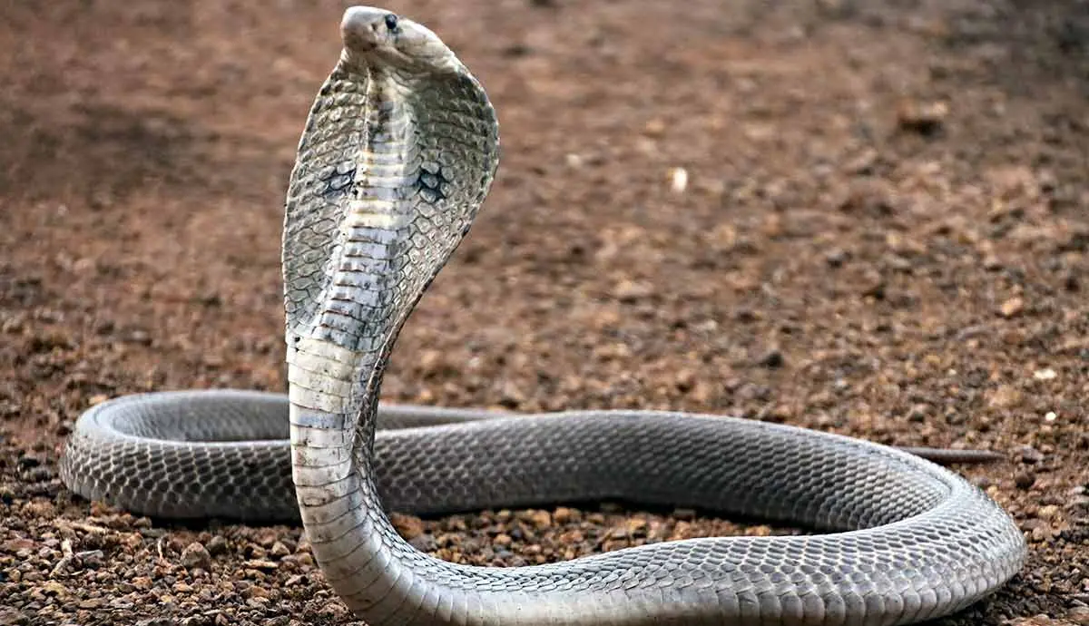spectacled cobra