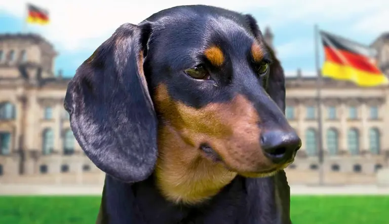 fun facts about dachshunds wiener dog