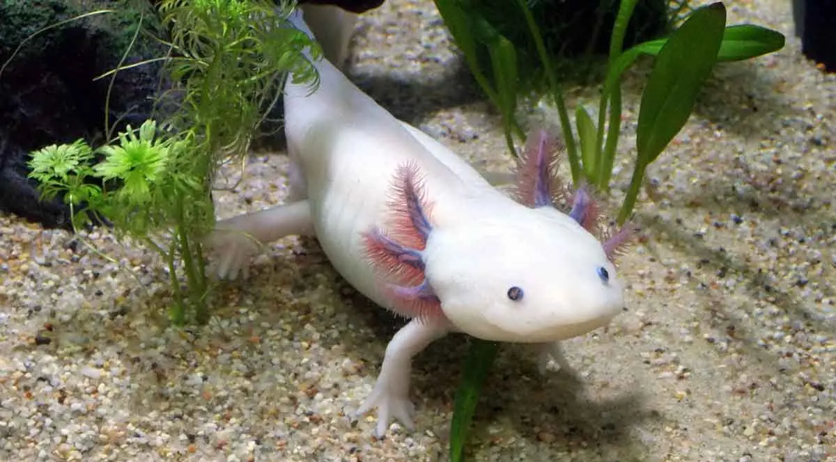 axolotl in aquarium
