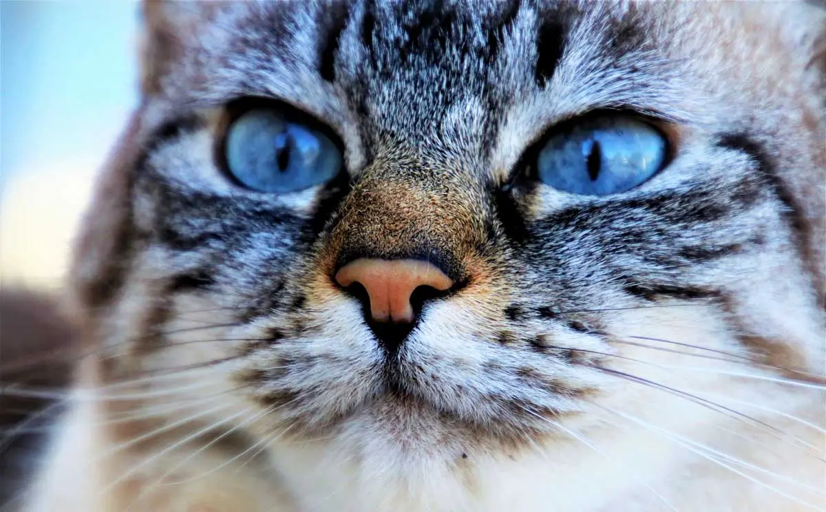 closeup of cat with blue eyes