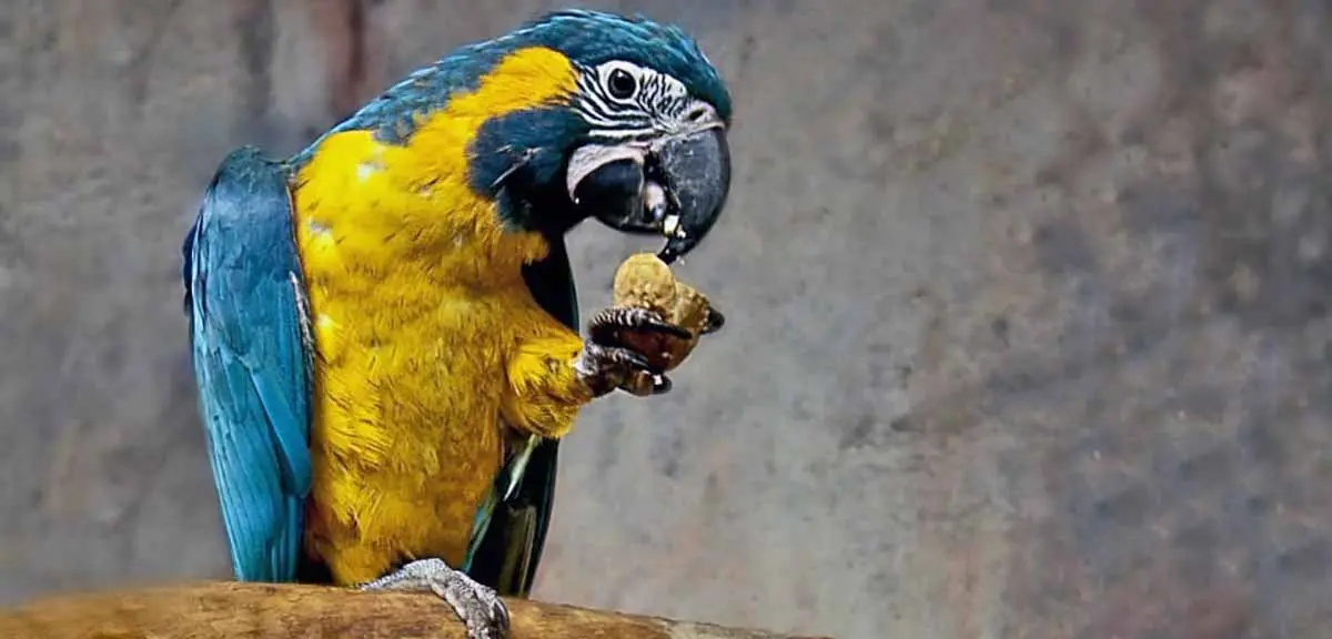 parrot bird colorful animal nature