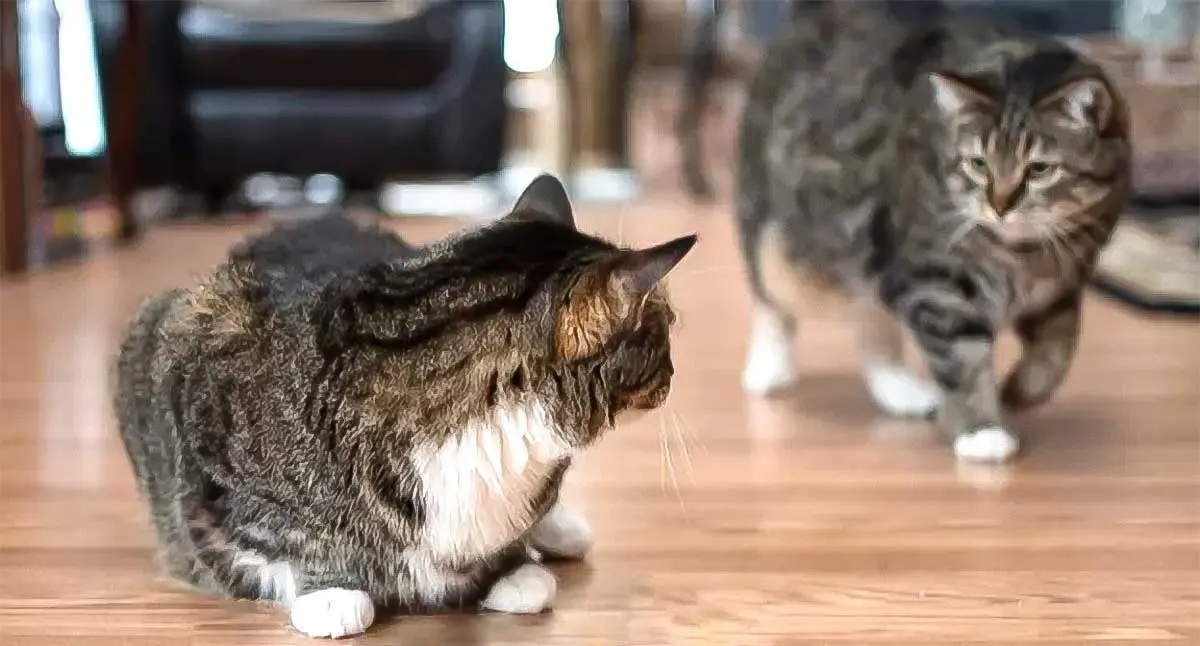 dominate cat