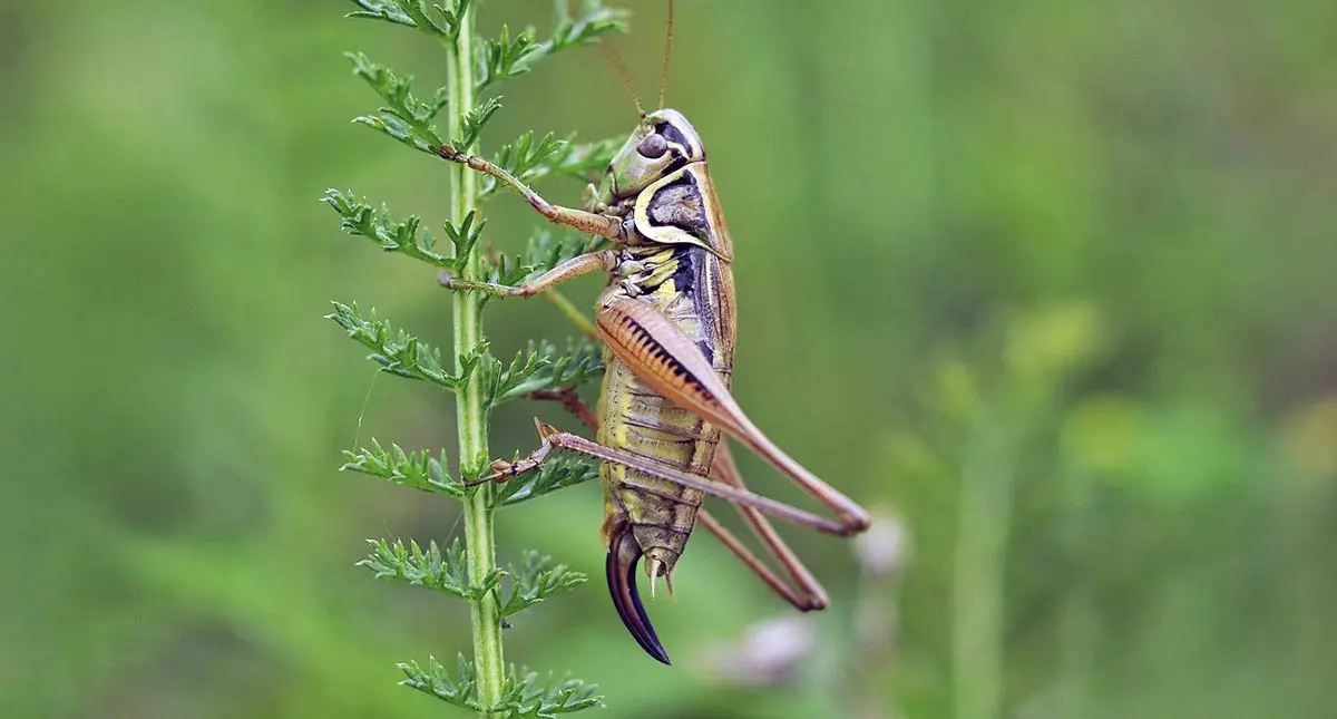cricket climbing up plant up close