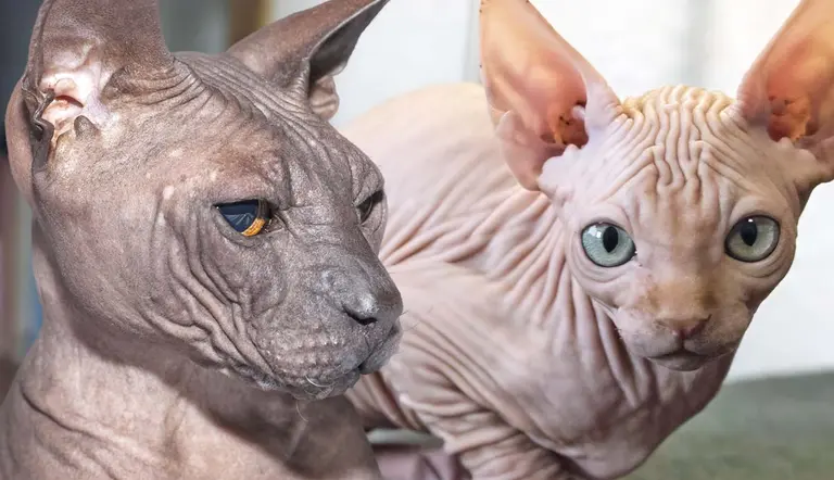 hairless cat breeds that will amaze you
