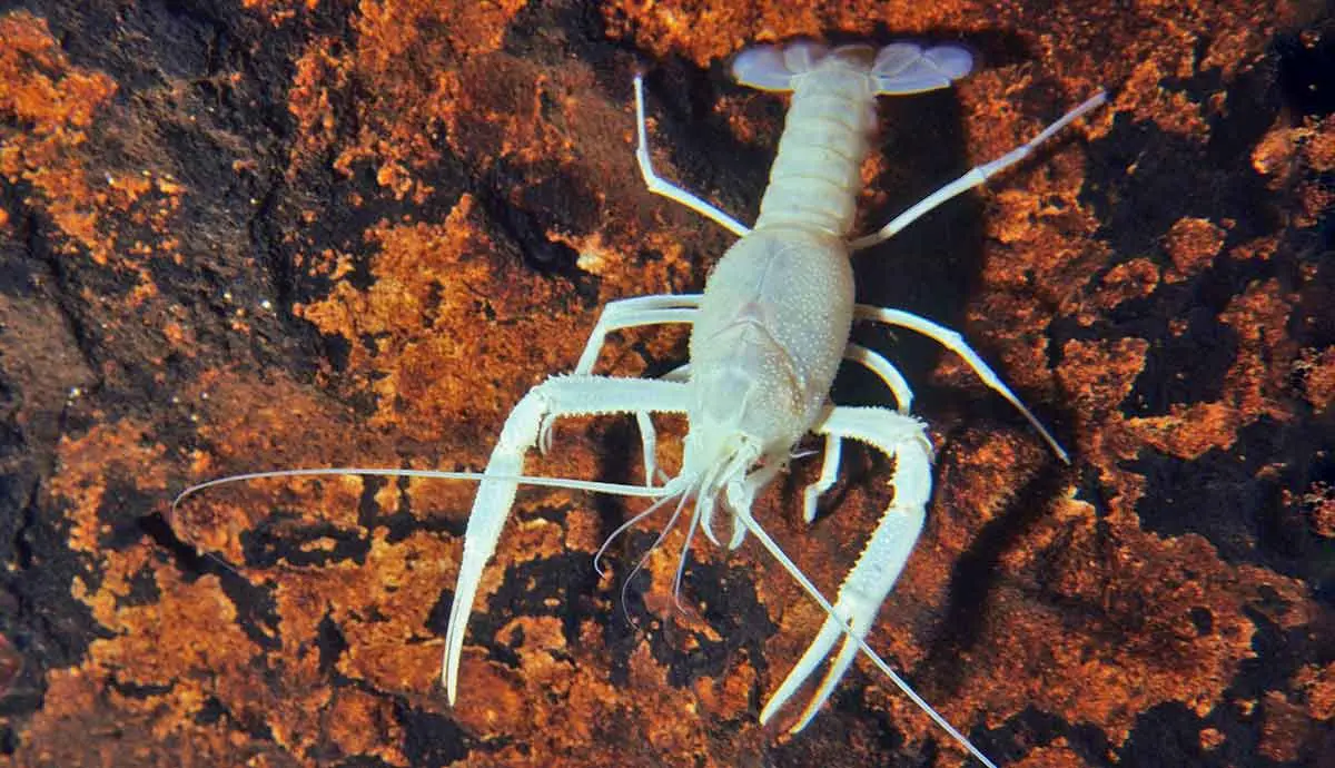 southern cave crayfish