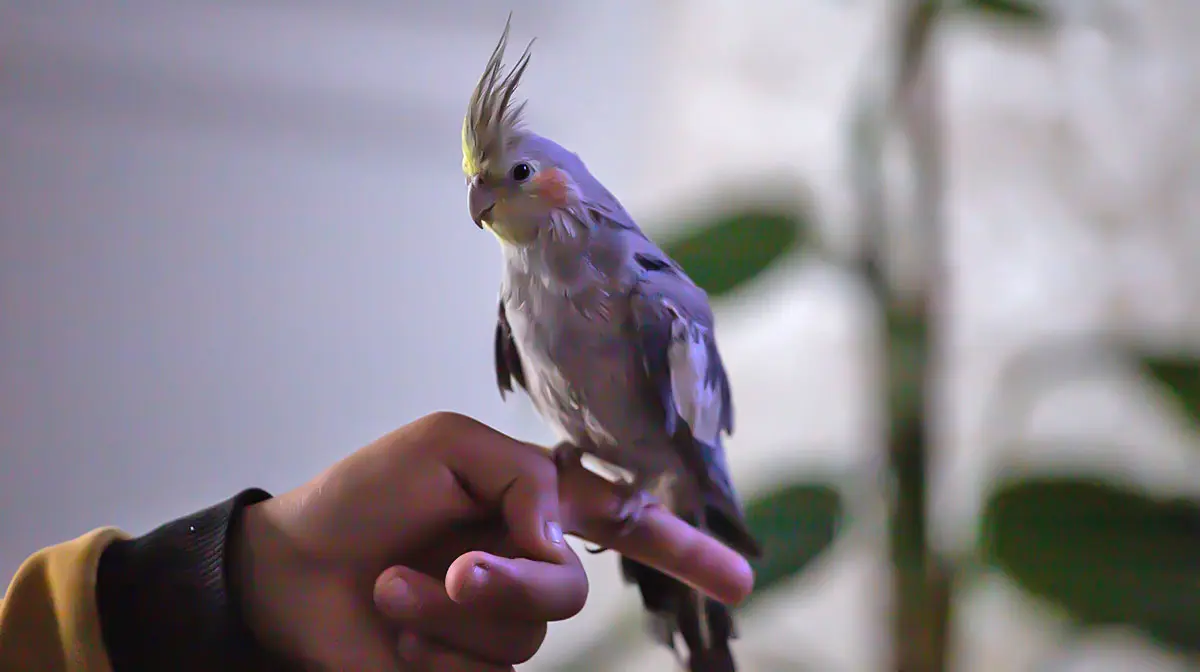 birdperchedonhand