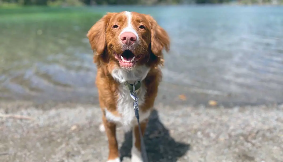 dog at lake