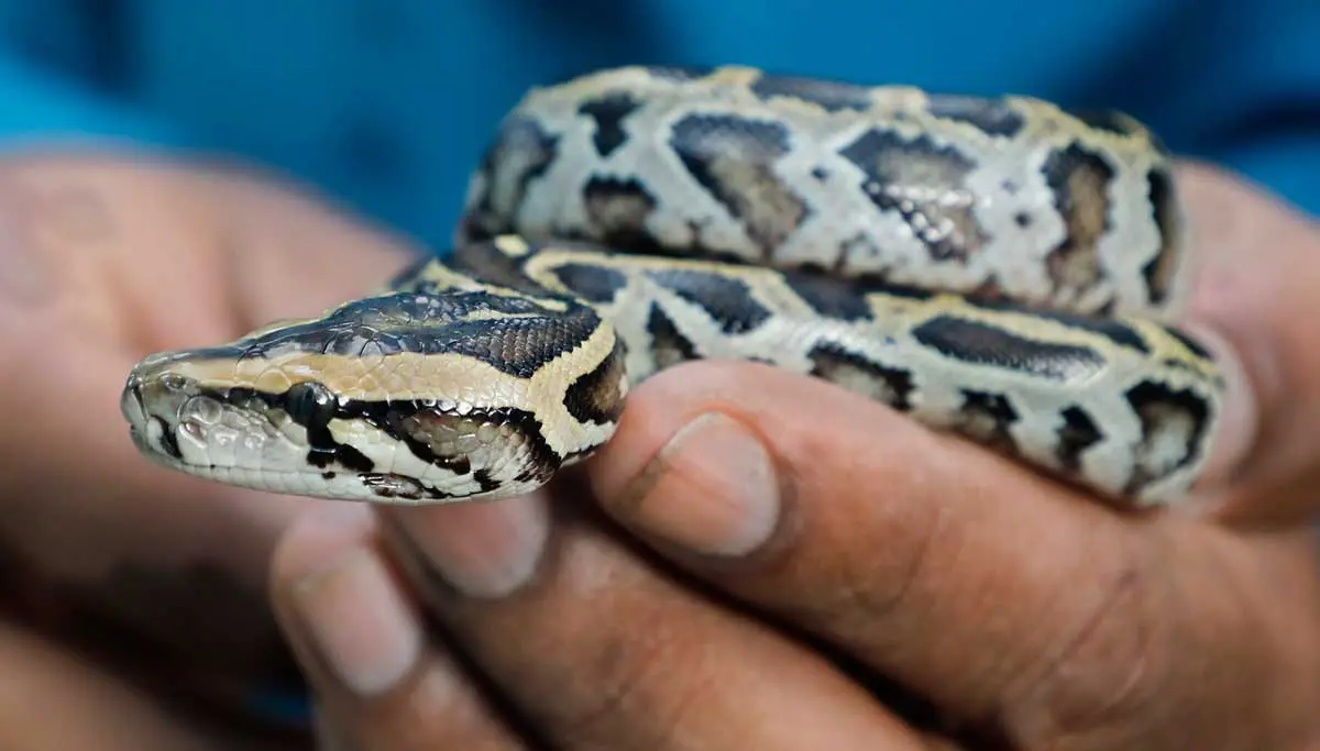 human holding baby python