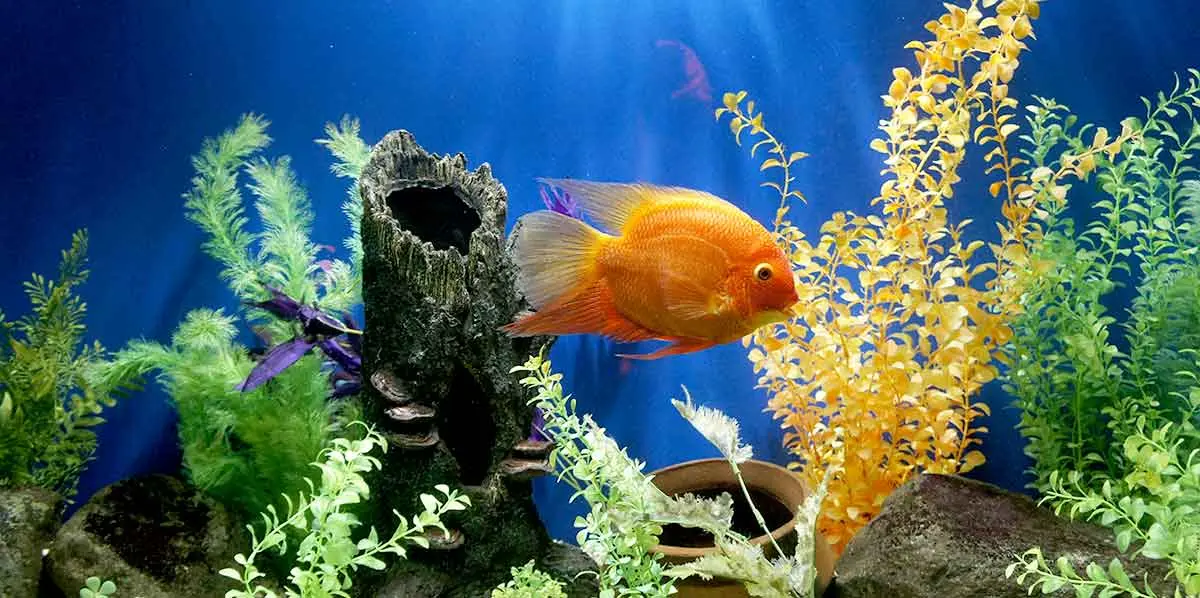 orange fish in aquarium