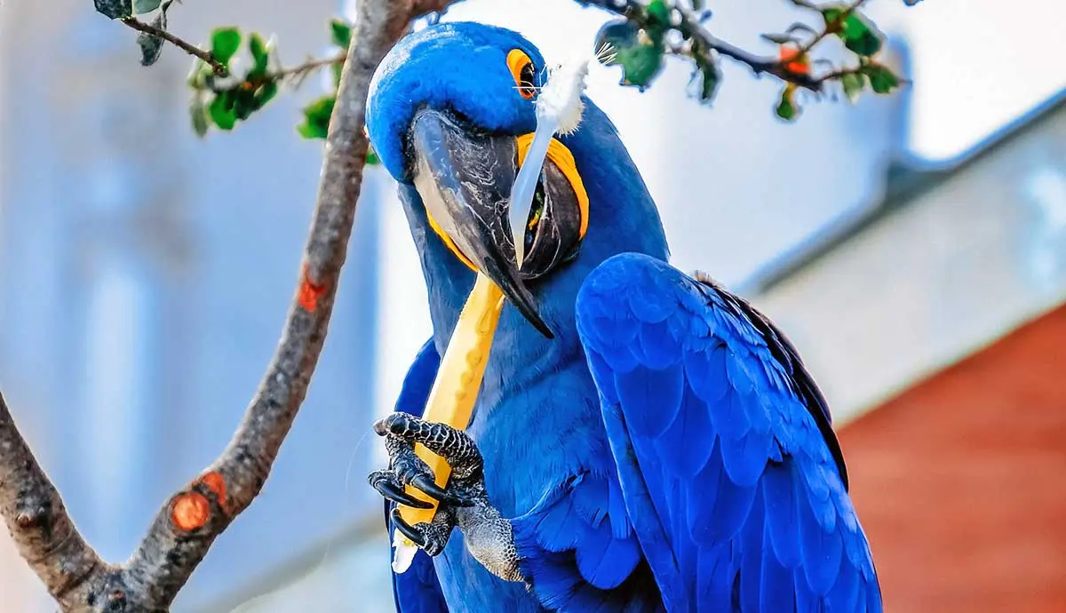 blue macaw holding toothbrush