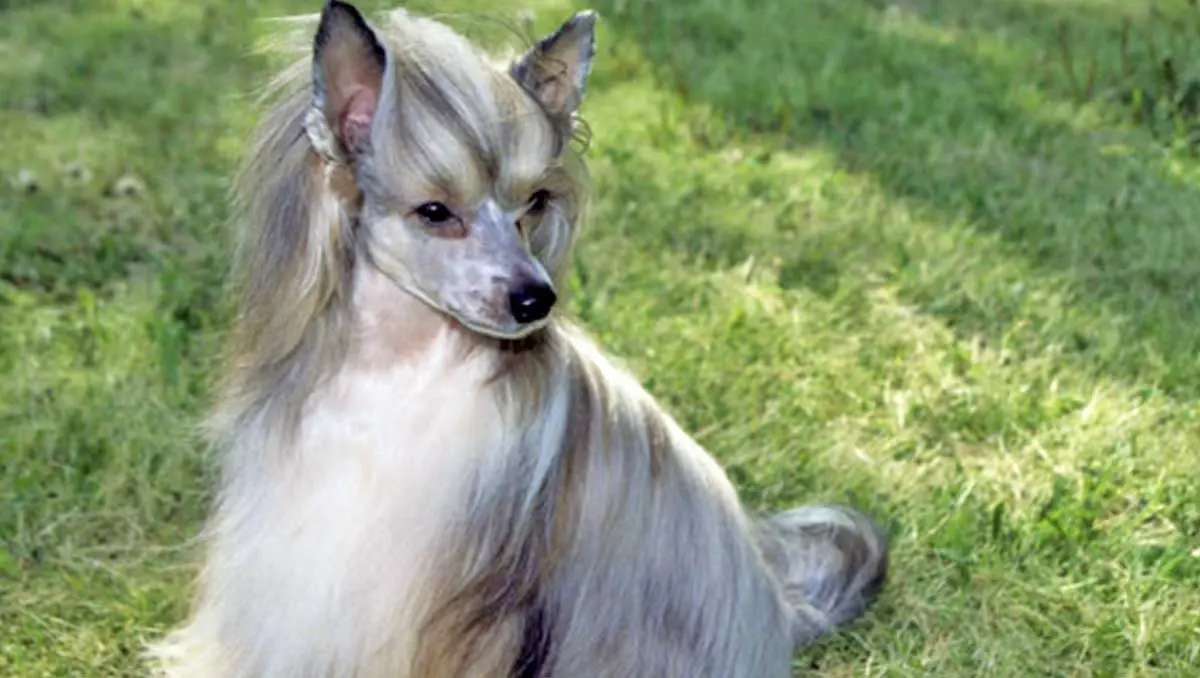 Chinese crested grass