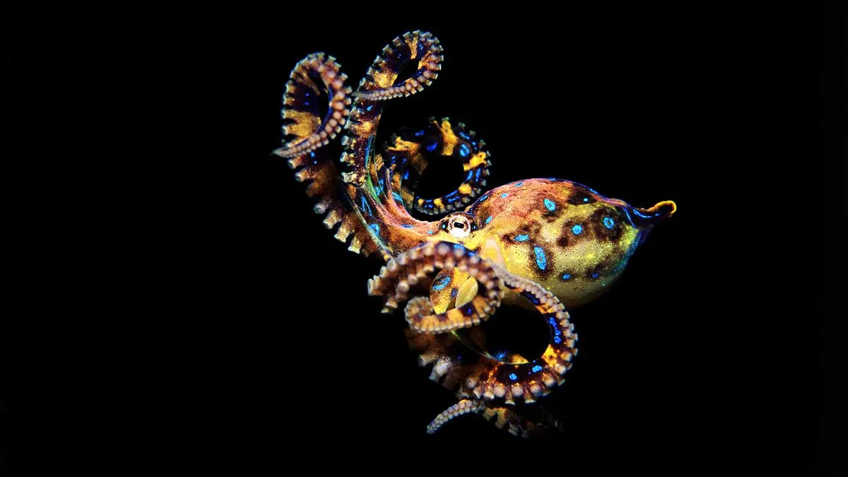 Blue Ringed Octopus