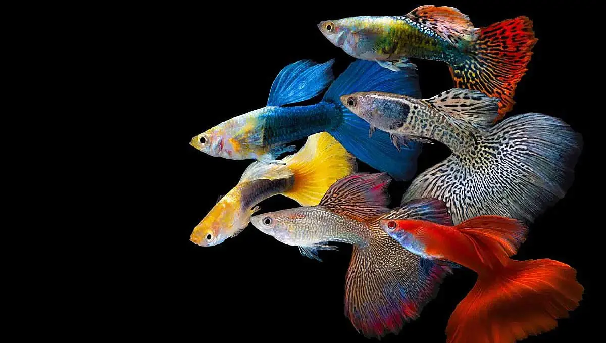 guppy variations colorful fish