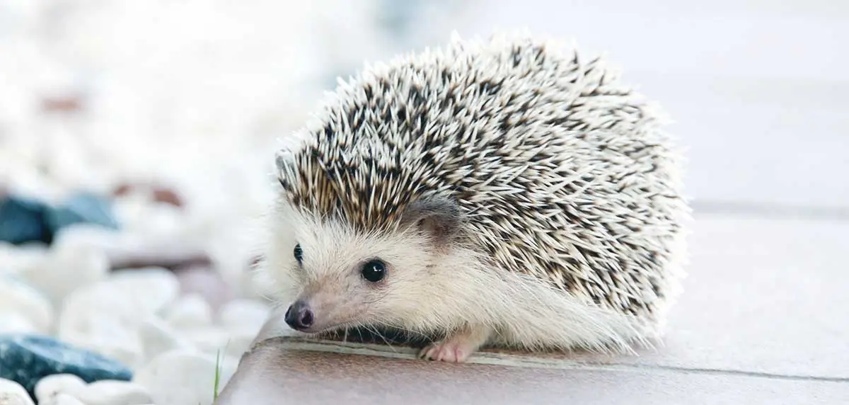 domesticated hedgehog