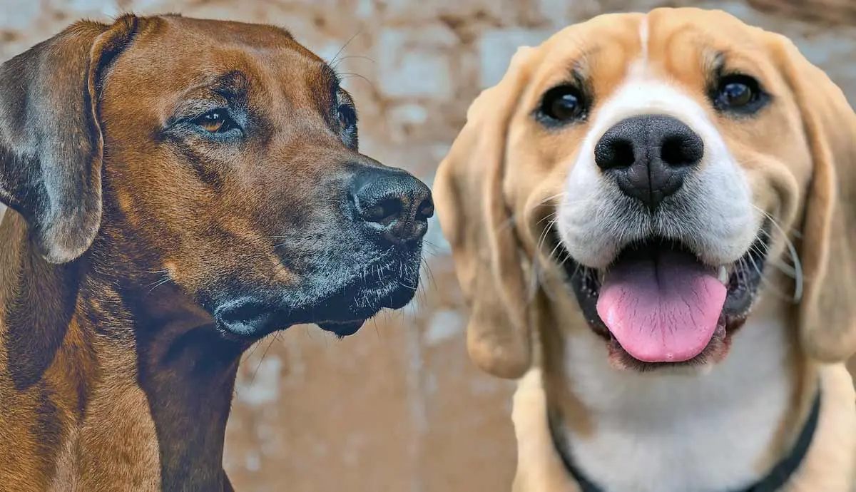 popular hound breeds