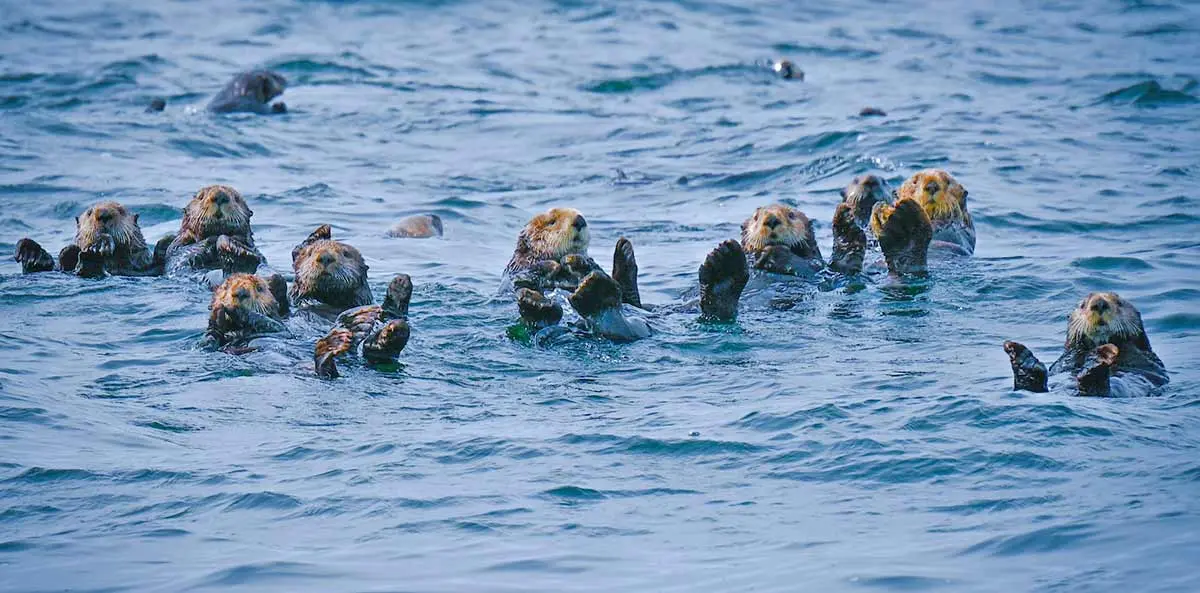 sea otters ocean group