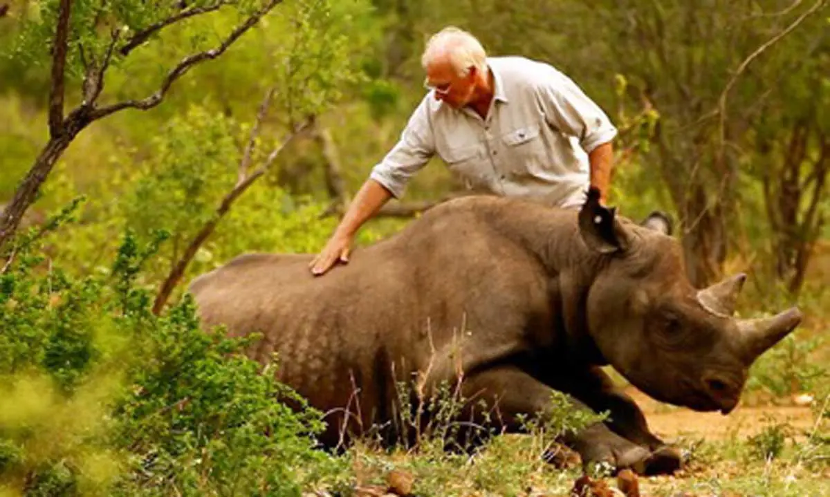 conservation rhino