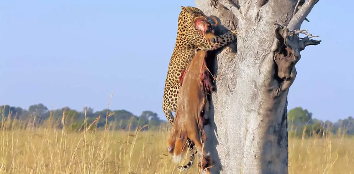 leopard climbing tree with antelope in mouth